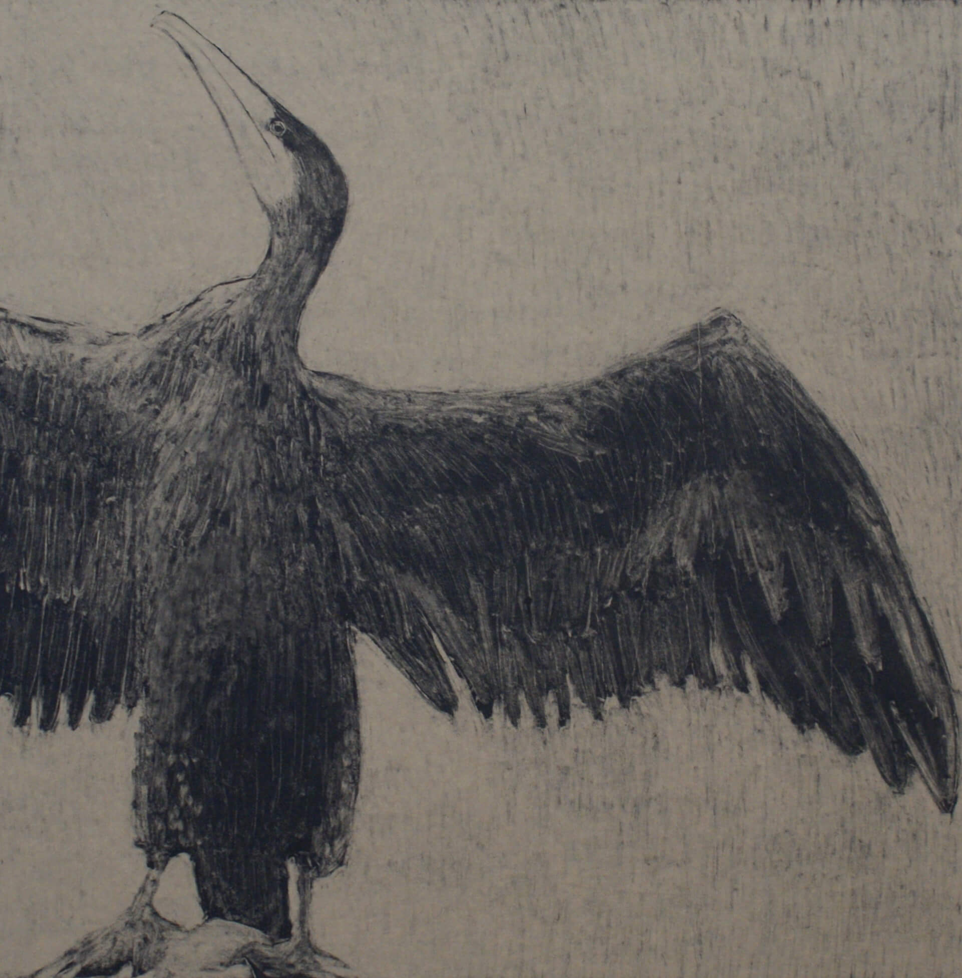 Comorant with beak in air and wings spread